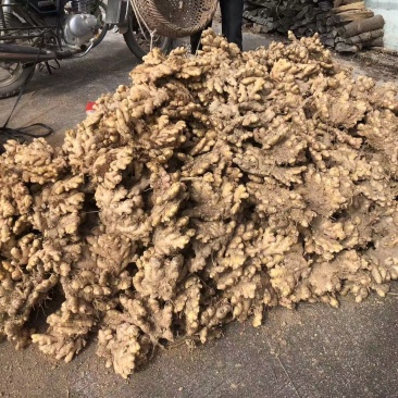 刚地里采收回来的小黄姜