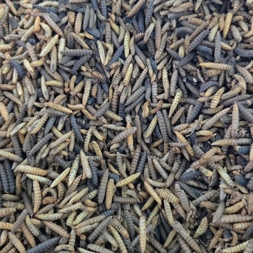 黑水虻虫干