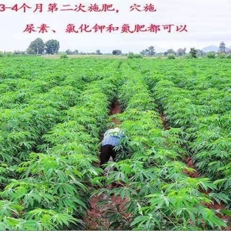 广西华南9号正宗广西黄肉木薯苗薯红皮黄肉白皮黄肉木薯根