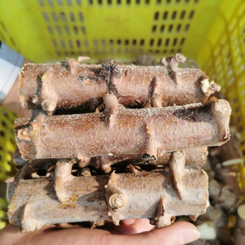 广西华南9号正宗广西黄肉木薯苗薯红皮黄肉白皮黄肉木薯根
