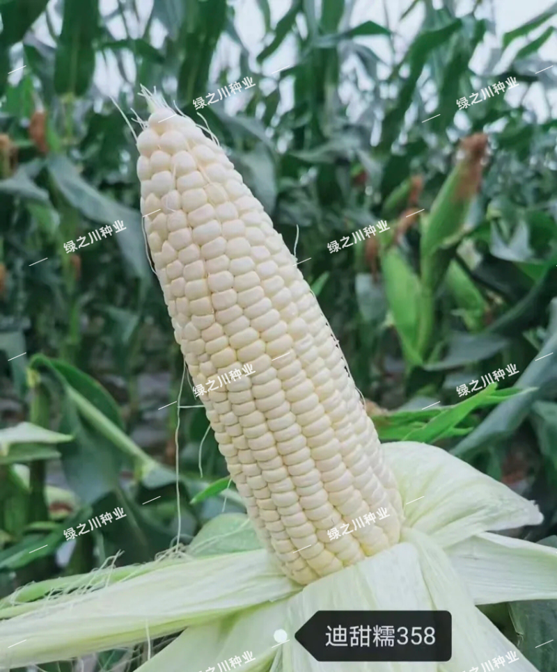 迪甜糯358玉米种子大棒甜加糯玉米种籽先迪早熟鲜食加甜糯