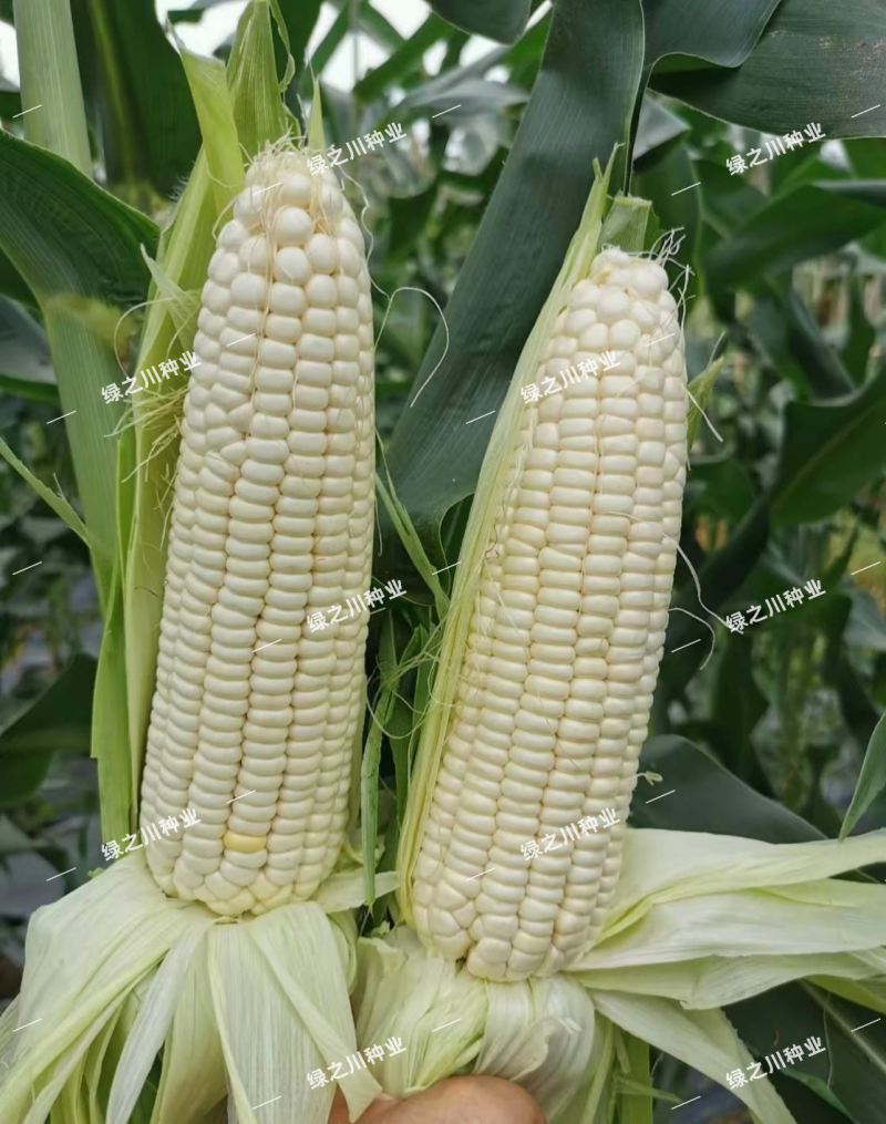 迪甜糯358玉米种子大棒甜加糯玉米种籽先迪早熟鲜食加甜糯