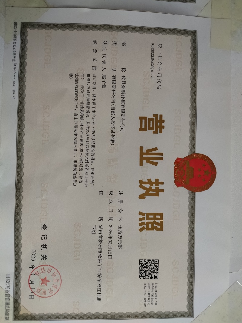 油茶苗（湘林系列）