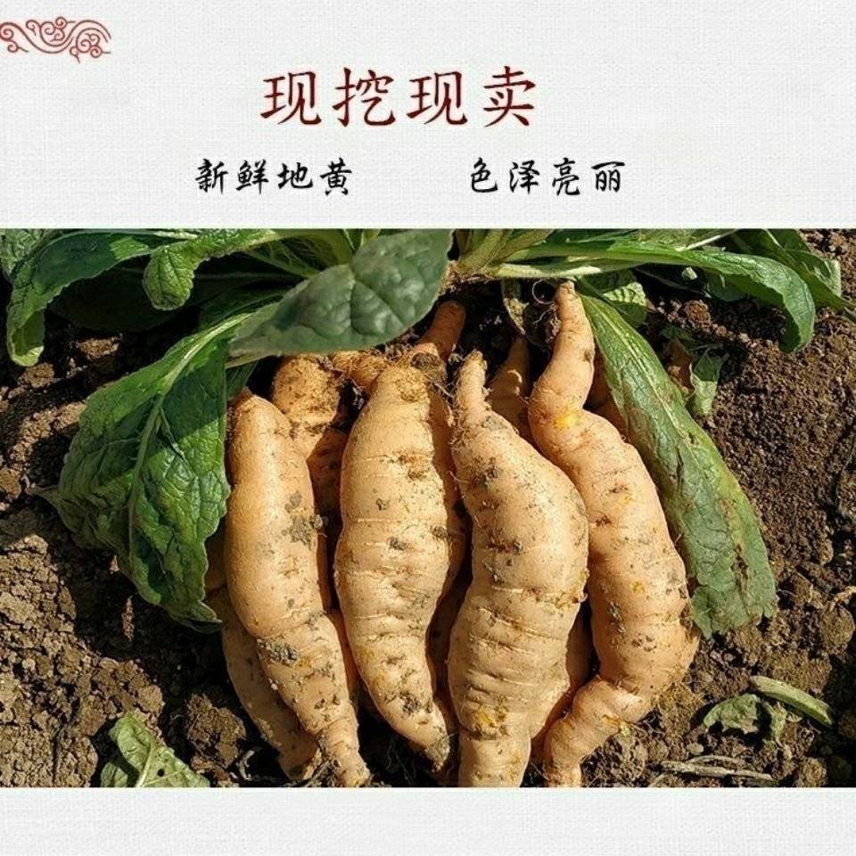 生地苗，地黄苗，怀地黄苗，常年批发各种中药材种苗回收产品