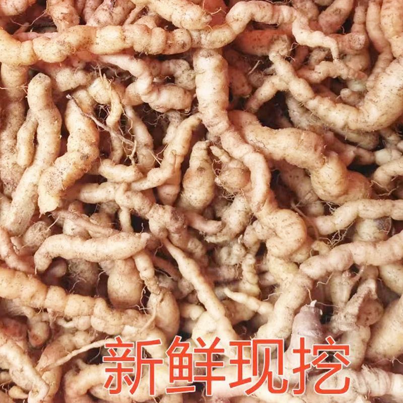 生地苗，地黄苗，怀地黄苗，常年批发各种中药材种苗回收产品