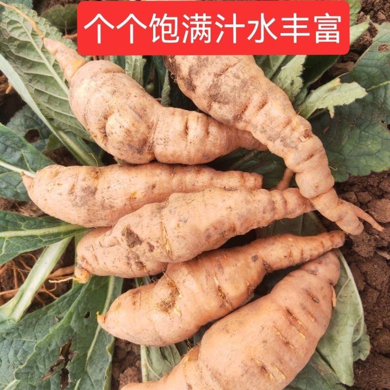 生地苗，地黄苗，怀地黄苗，常年批发各种中药材种苗回收产品