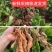 生地苗，地黄苗，怀地黄苗，常年批发各种中药材种苗回收产品