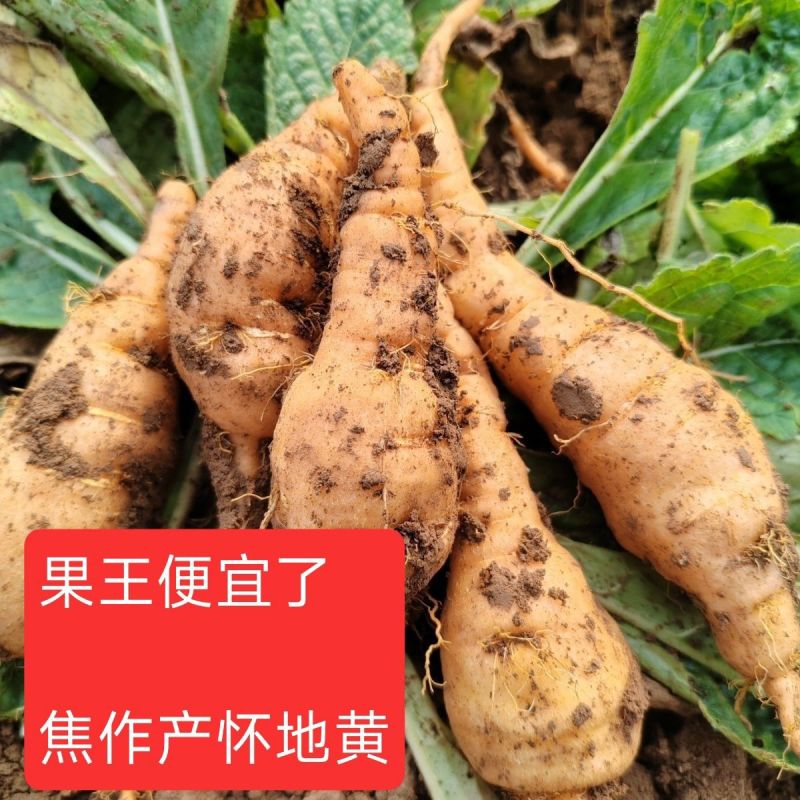生地苗，地黄苗，怀地黄苗，常年批发各种中药材种苗回收产品