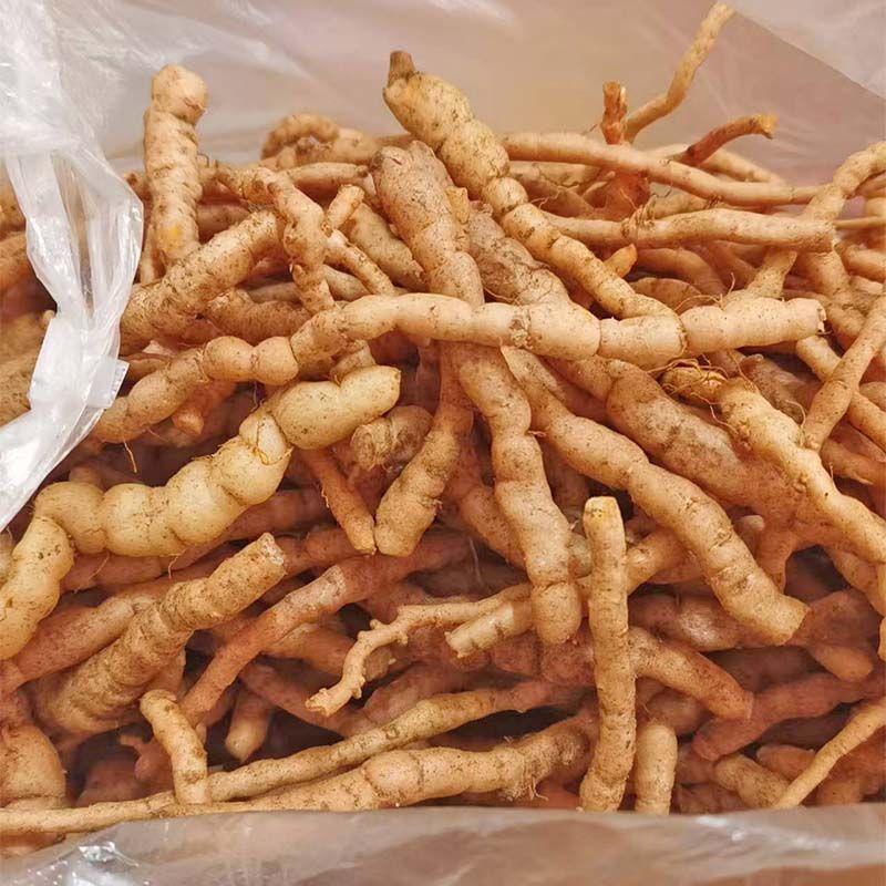 生地苗，地黄苗，怀地黄苗，常年批发各种中药材种苗回收产品