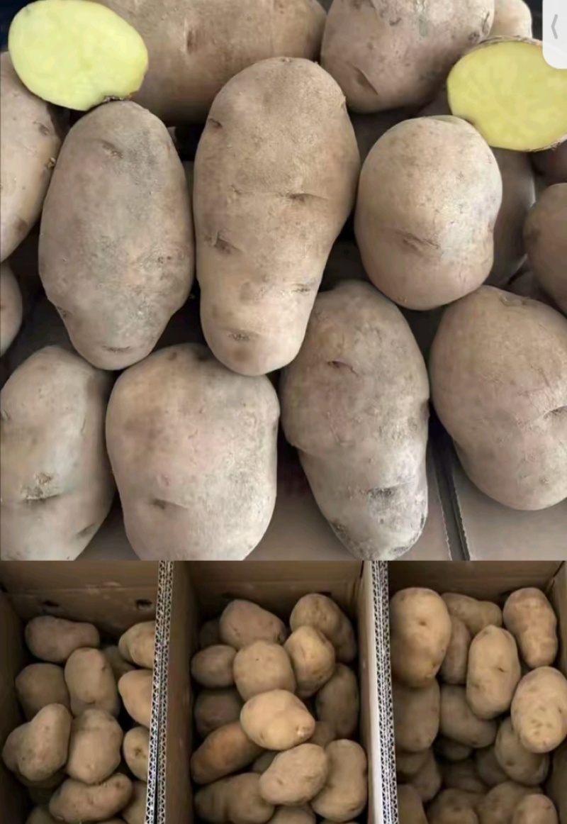 贵州威宁黄心大洋芋