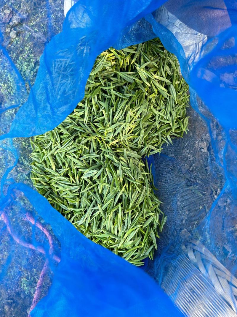 湘西黄金茶，爱喝茶的可以找我哟。
