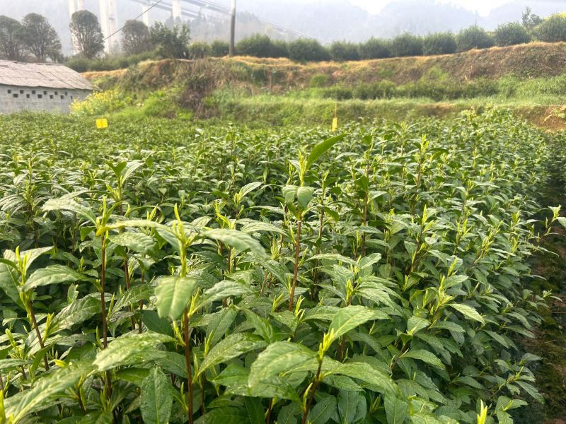 湘西黄金茶，爱喝茶的可以找我哟。