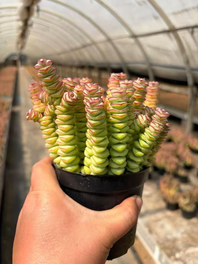 多肉植物钱串锦基地直发