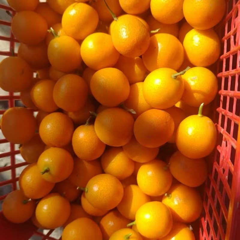 小金桔