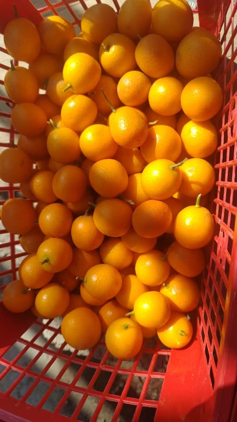 小金桔