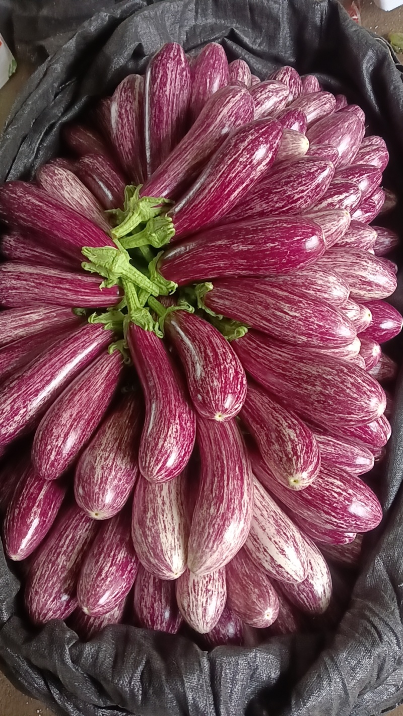 花茄，彩茄