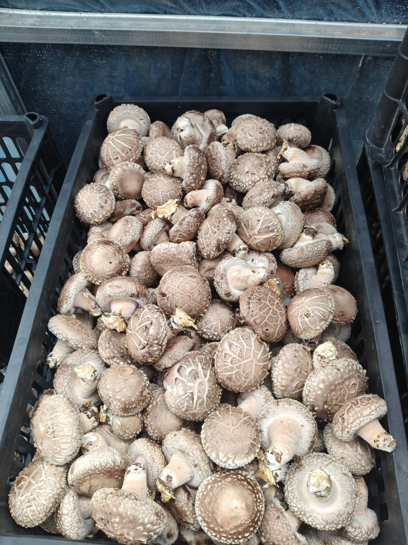 光面菇