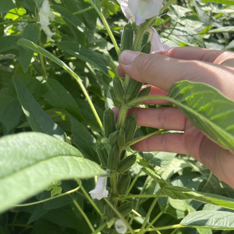 矮脚黄金一条鞭白芝麻种子籽粒雪白高产高油商品性佳