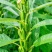 驻芝28号白芝麻种子优质高产矮株抗病抗倒伏农家春夏