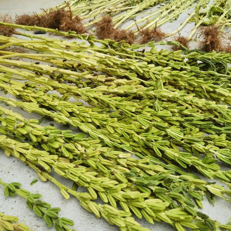 驻芝28号白芝麻种子优质高产矮株抗病抗倒伏农家春夏