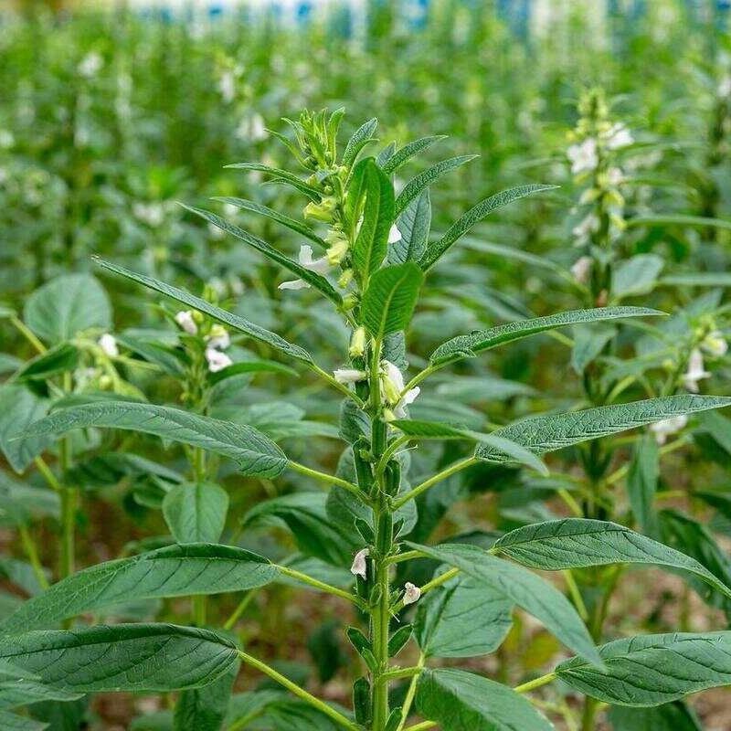 航天白雪八棱王芝麻种子高产黄杆黄蒴黄叶单杆型不倒伏