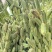 航天白雪八棱王芝麻种子高产黄杆黄蒴黄叶单杆型不倒伏