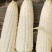 奉美佳88糯玉米种子穗轴白色籽粒白色糯苞谷籽鲜食白甜糯