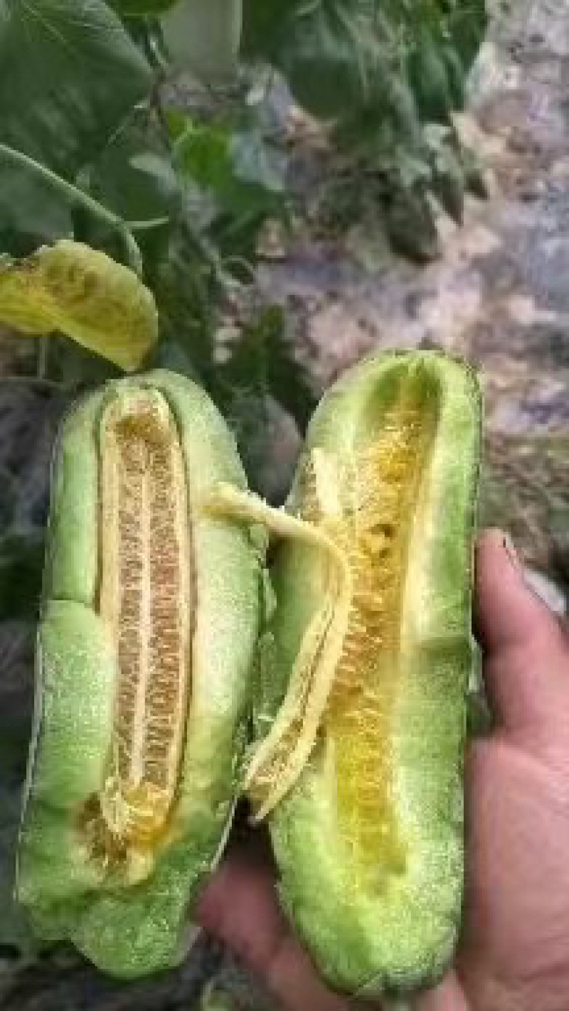 博洋六1