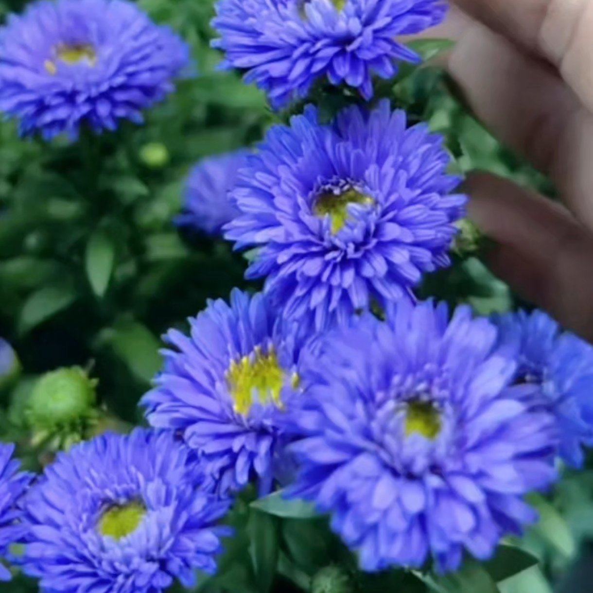 紫菀花苗【又叫荷兰菊，紫蓝色，抗性强，多年生菊花】