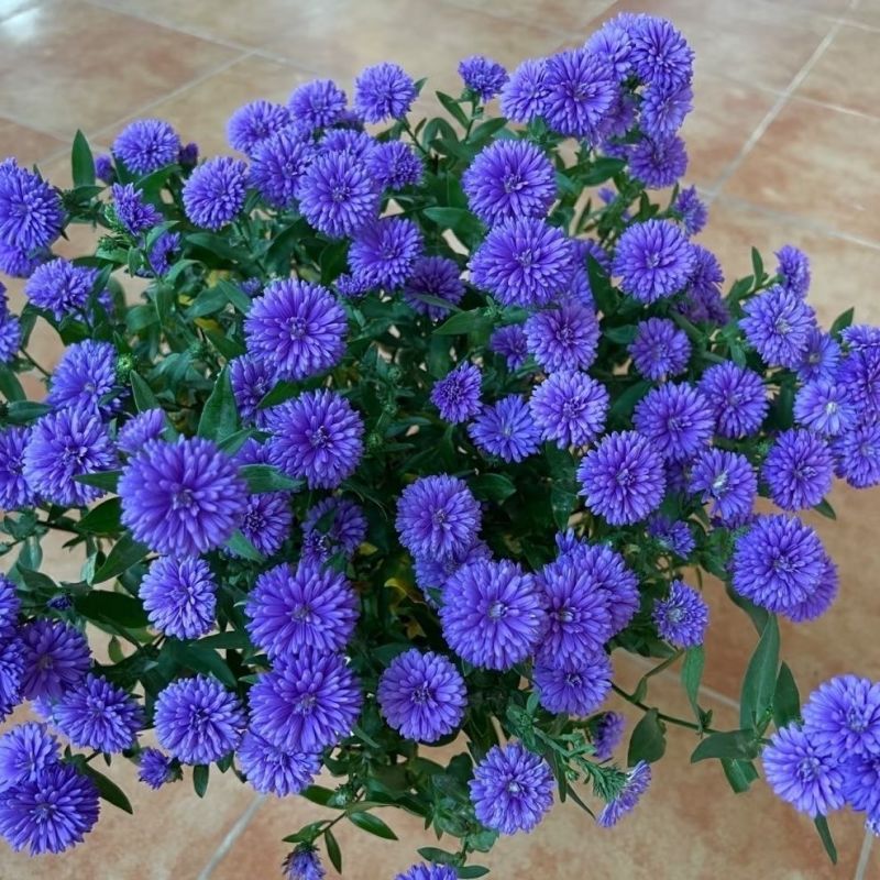 紫菀花苗【又叫荷兰菊，紫蓝色，抗性强，多年生菊花】