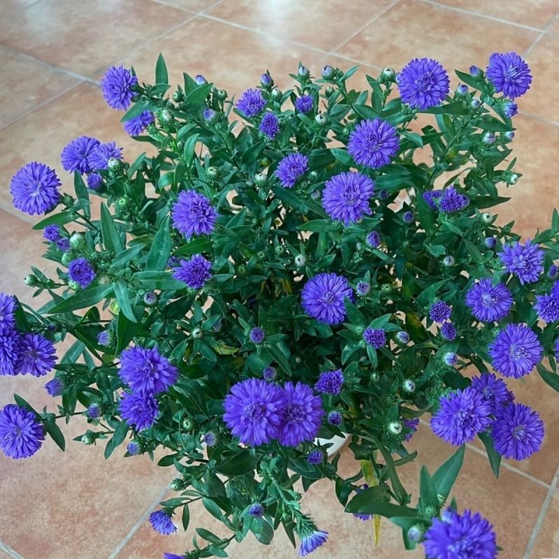 紫菀花苗【又叫荷兰菊，紫蓝色，抗性强，多年生菊花】