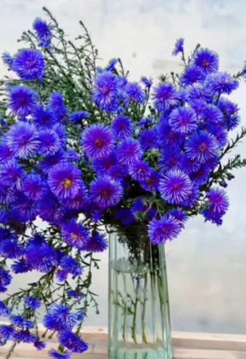 紫菀花苗【又叫荷兰菊，紫蓝色，抗性强，多年生菊花】
