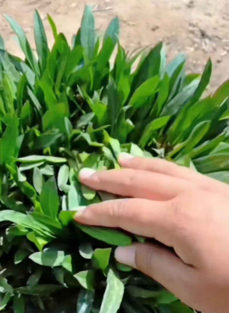 紫菀花苗【又叫荷兰菊，紫蓝色，抗性强，多年生菊花】