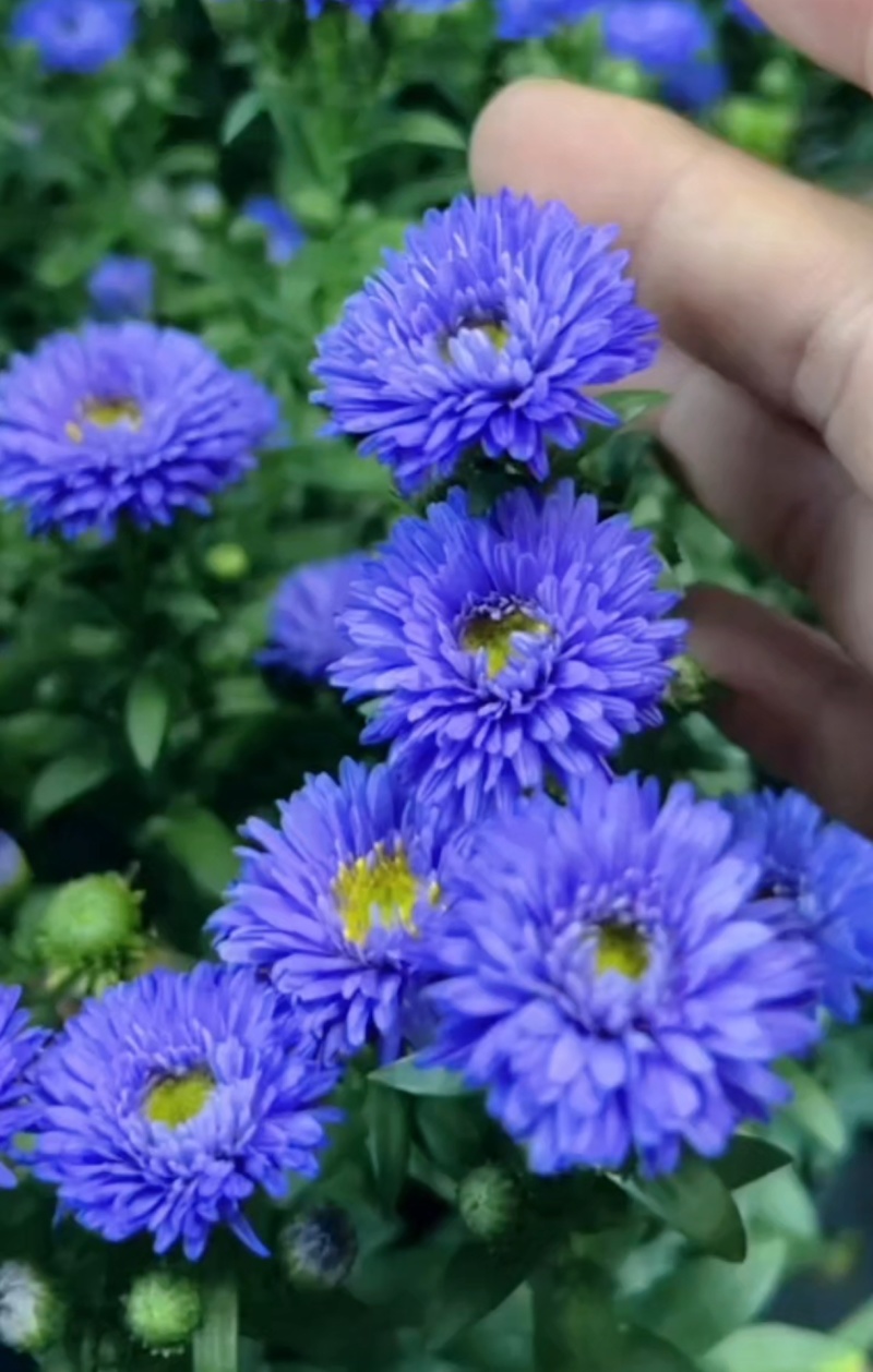 紫菀花苗【又叫荷兰菊，紫蓝色，抗性强，多年生菊花】