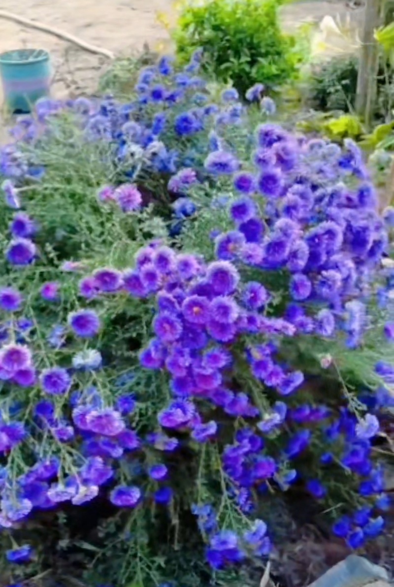紫菀花苗【又叫荷兰菊，紫蓝色，抗性强，多年生菊花】