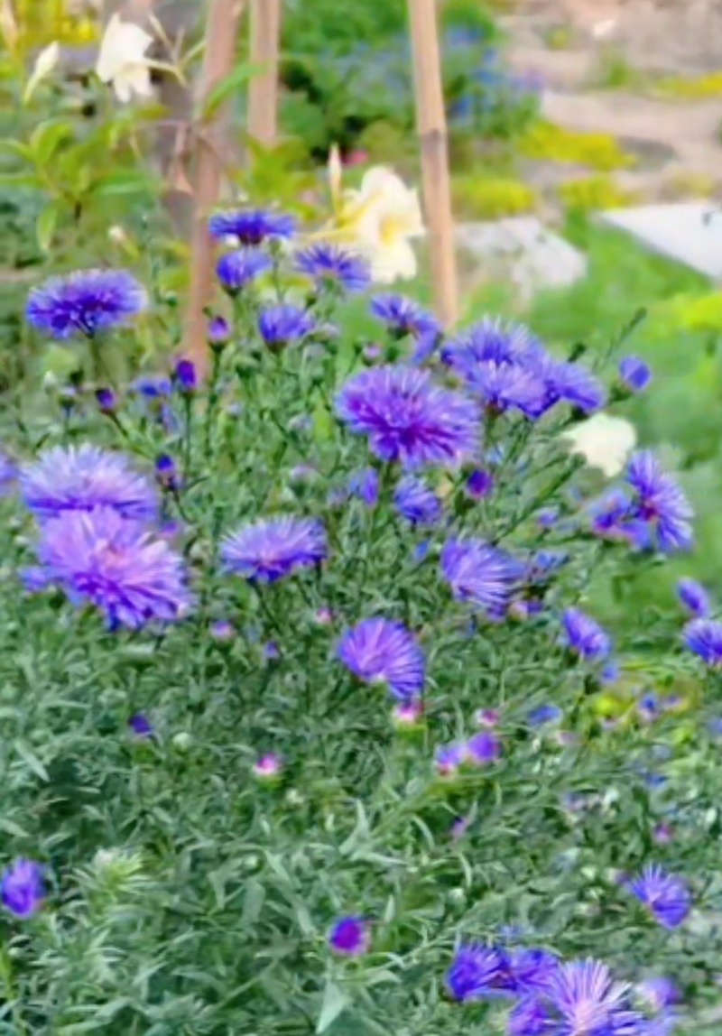 紫菀花苗【又叫荷兰菊，紫蓝色，抗性强，多年生菊花】