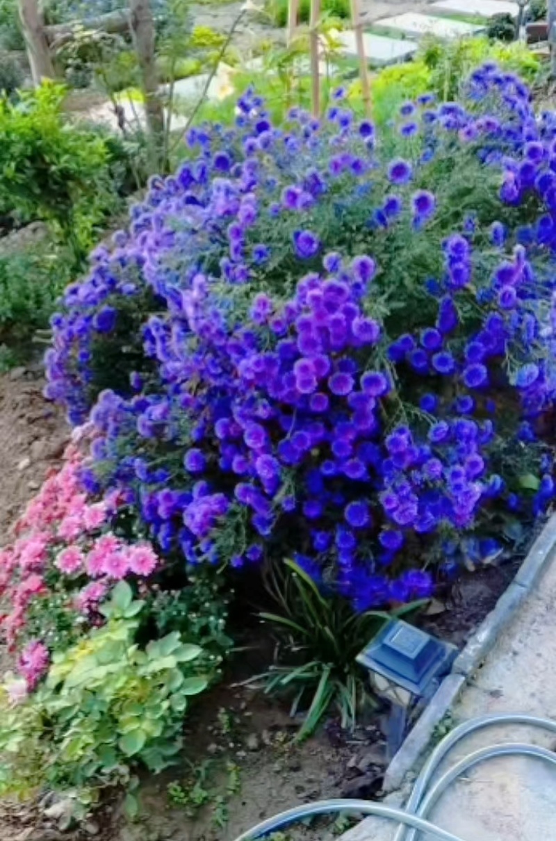 紫菀花苗【又叫荷兰菊，紫蓝色，抗性强，多年生菊花】
