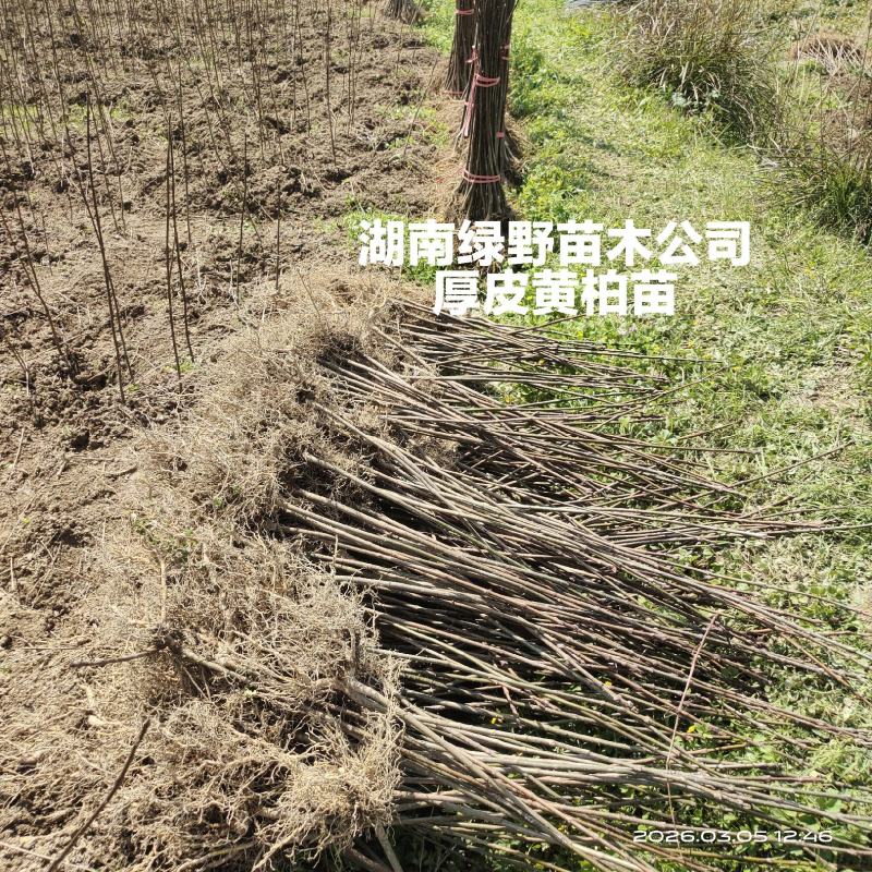 黄柏苗川黄柏苗厚皮黄柏苗量大价优基地批发