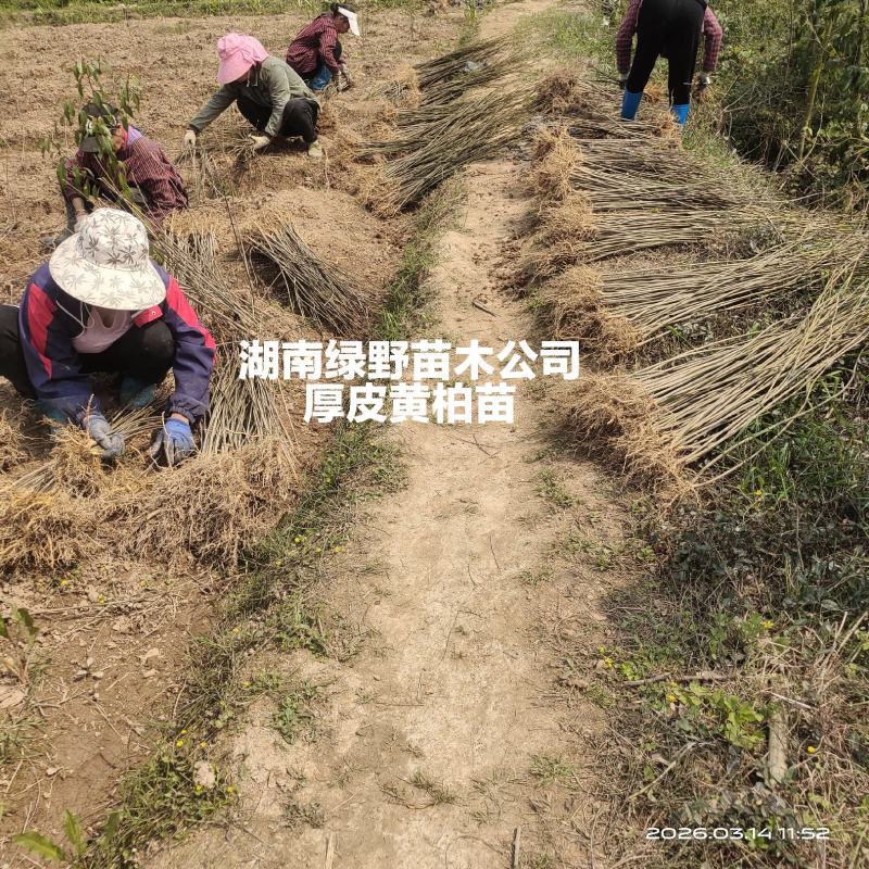 黄柏苗川黄柏苗厚皮黄柏苗量大价优基地批发