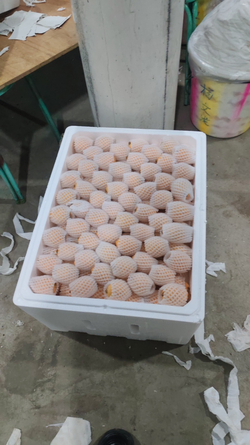 米易黄草枇杷