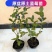 蓝莓树苗增产秋季落叶北美通用耐寒大果南北方种植阳台不带果