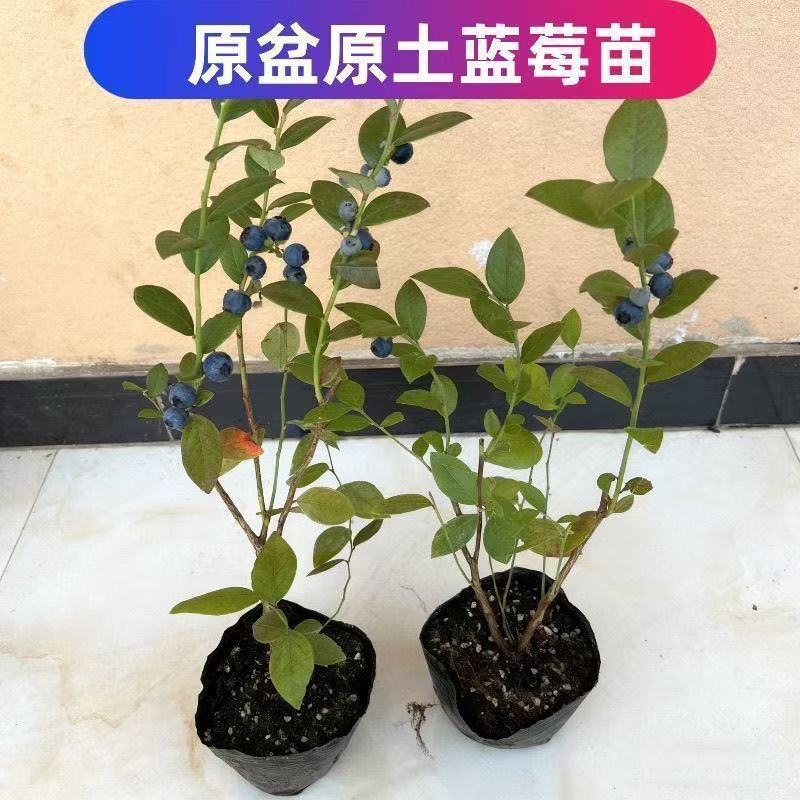 蓝莓树苗增产秋季落叶北美通用耐寒大果南北方种植阳台不带果