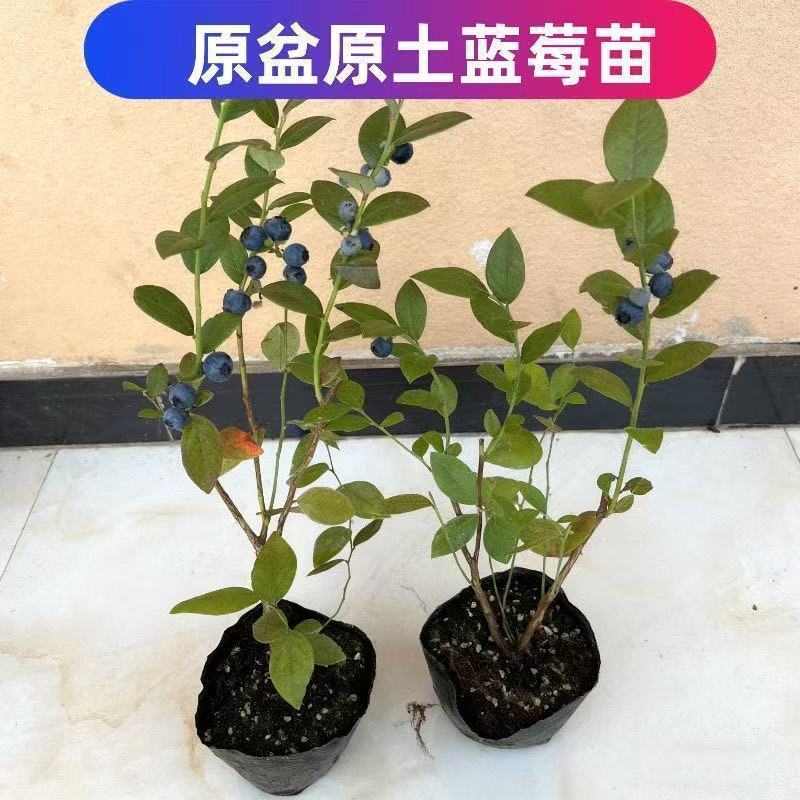 蓝莓树苗增产秋季落叶北美通用耐寒大果南北方种植阳台不带果