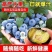 蓝莓树苗增产秋季落叶北美通用耐寒大果南北方种植阳台不带果