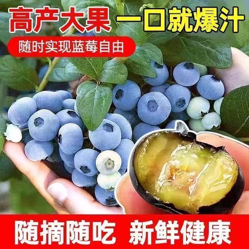 蓝莓树苗增产秋季落叶北美通用耐寒大果南北方种植阳台不带果