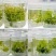 蓝莓树苗增产秋季落叶北美通用耐寒大果南北方种植阳台不带果