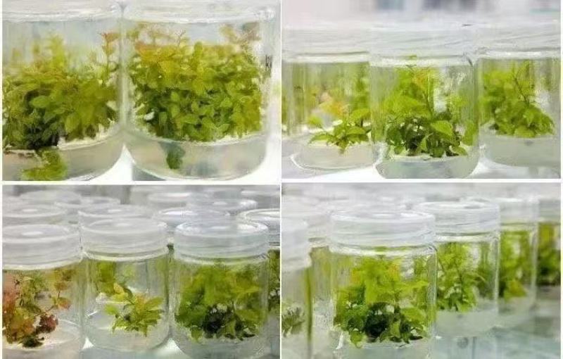 蓝莓树苗增产秋季落叶北美通用耐寒大果南北方种植阳台不带果