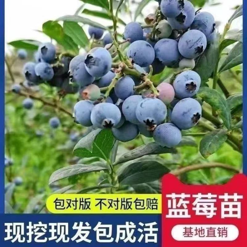 蓝莓树苗增产秋季落叶北美通用耐寒大果南北方种植阳台不带果