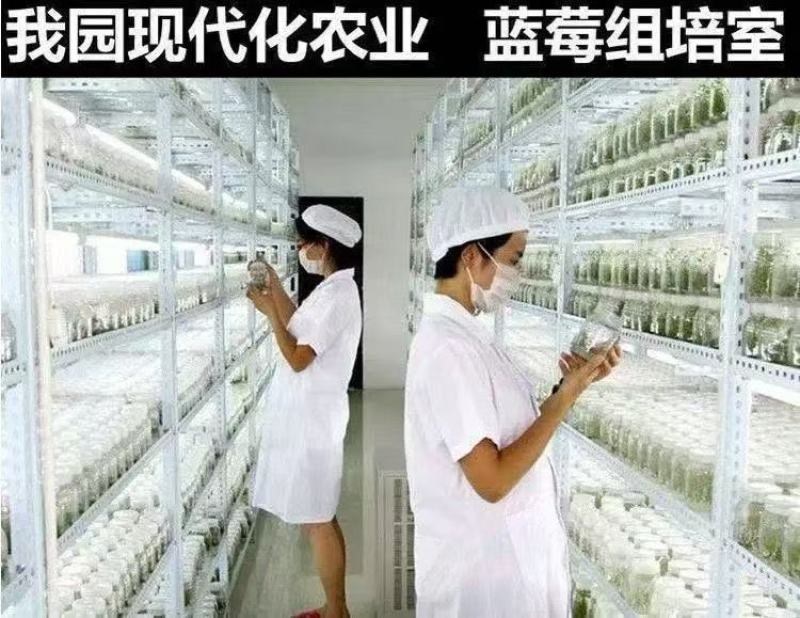 蓝莓树苗增产秋季落叶北美通用耐寒大果南北方种植阳台不带果