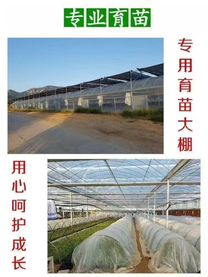 蓝莓树苗增产秋季落叶北美通用耐寒大果南北方种植阳台不带果
